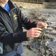 November 5, 2015        Eel grass collection