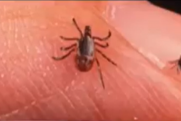 Tick