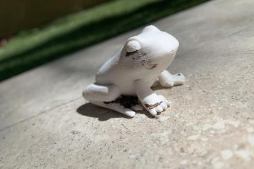 This image is our mascot, the iPrep North frog.