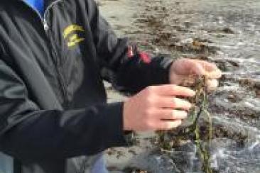 November 5, 2015        Eel grass collection